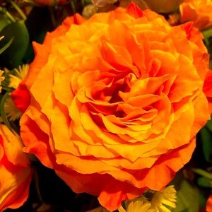 Meet your Posher, Doris